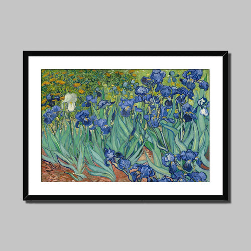 Irises by Vincent van Gogh. Print Framed Mounted / 14x11
